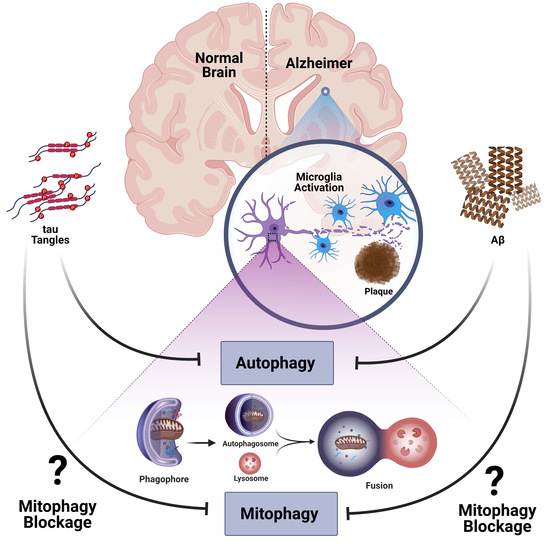 Graphical abstract linking microglial activation, autophagy and mitophagy in Alzheimer’s disease